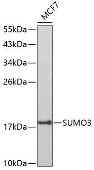 SUMO3 Rabbit Polyclonal Antibody (CAB3099)