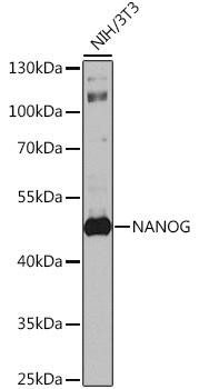 NANOG Rabbit Polyclonal Antibody (CAB3232)