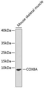 COX8A Rabbit Polyclonal Antibody (CAB3290)