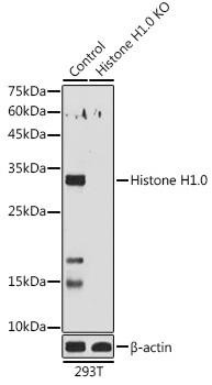 [KO Validated] Histone H1.0 Rabbit Polyclonal Antibody (CAB3298)