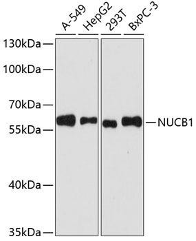 [KO Validated] NUCB1 Rabbit Polyclonal Antibody (CAB3994)