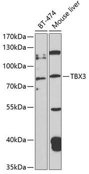 TBX3 Rabbit Polyclonal Antibody (CAB4144)