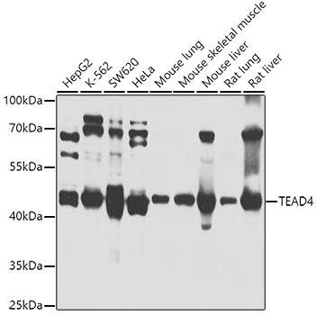 TEAD4 Rabbit Polyclonal Antibody (CAB4151)
