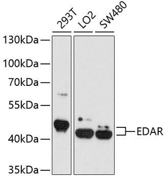 EDAR Rabbit Polyclonal Antibody (CAB4461)
