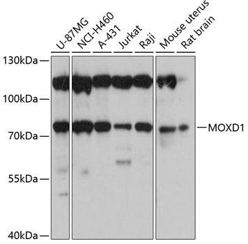 MOXD1 Rabbit Polyclonal Antibody (CAB4600)
