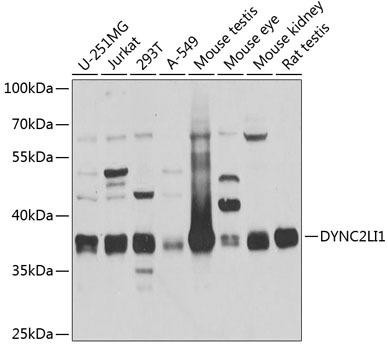 DYNC2LI1 Rabbit Polyclonal Antibody (CAB4752)