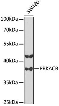 PRKACB Rabbit Polyclonal Antibody (CAB5324)