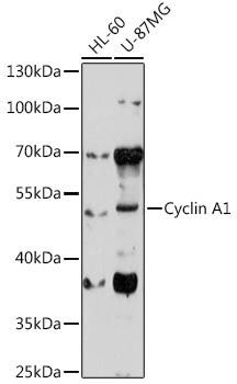 Cyclin A1 Rabbit Polyclonal Antibody (CAB5631)