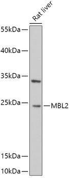 MBL2 Rabbit Polyclonal Antibody (CAB5825)