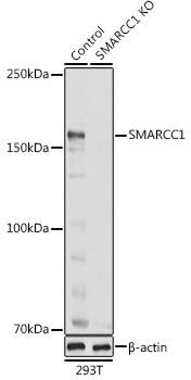 [KO Validated] SMARCC1/BAF155 Rabbit Polyclonal Antibody (CAB6128)