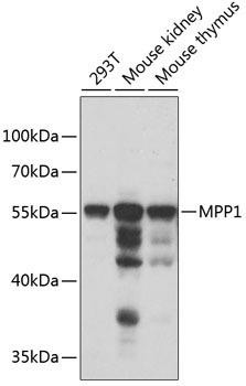 MPP1 Rabbit Polyclonal Antibody (CAB6298)