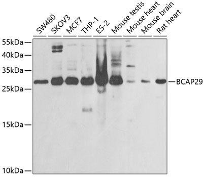 BCAP29 Rabbit Polyclonal Antibody (CAB6335)