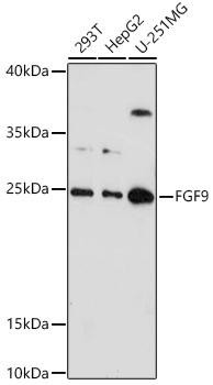 FGF9 Rabbit Polyclonal Antibody (CAB6374)