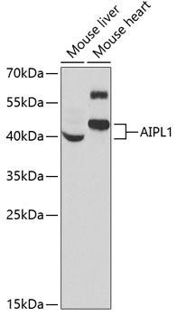AIPL1 Rabbit Polyclonal Antibody (CAB6458)