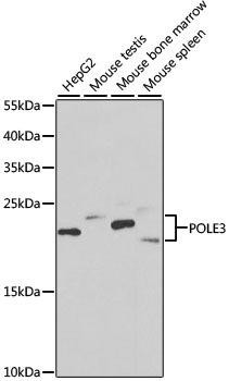 [KO Validated] POLE3 Rabbit Polyclonal Antibody (CAB6469)
