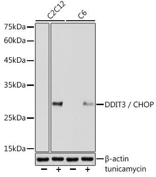 Anti-DDIT3 / CHOP Antibody (CAB6504)