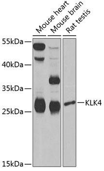 KLK4 Rabbit Polyclonal Antibody (CAB6642)