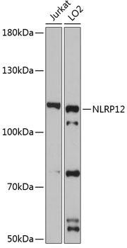 NLRP12 Rabbit Polyclonal Antibody (CAB6671)
