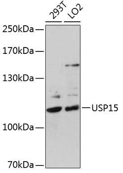 USP15 Rabbit Polyclonal Antibody (CAB6786)