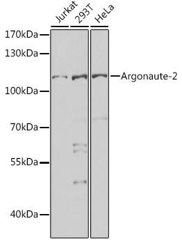 Argonaute-2 Rabbit Polyclonal Antibody (CAB6802)