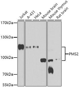 PMS2 Rabbit Polyclonal Antibody (CAB6947)