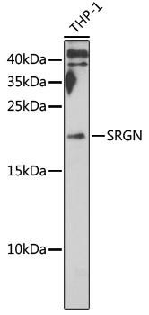 SRGN Rabbit Polyclonal Antibody (CAB6951)