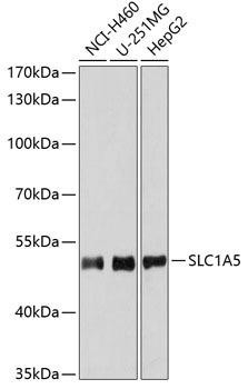 SLC1A5 Rabbit Polyclonal Antibody (CAB6981)