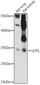 UCP1 Polyclonal Antibody (CAB7236)