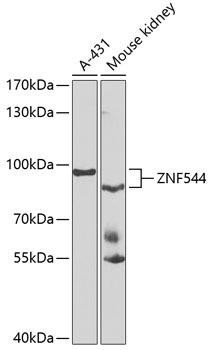 ZNF544 Rabbit Polyclonal Antibody (CAB7366)