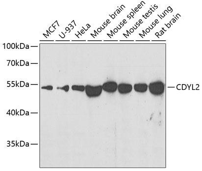 CDYL2 Rabbit Polyclonal Antibody (CAB7401)