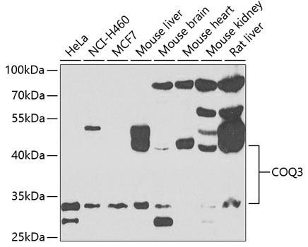 COQ3 Rabbit Polyclonal Antibody (CAB7469)