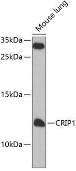 CRIP1 Rabbit Polyclonal Antibody (CAB7548)