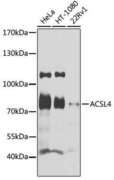 Anti-ACSL4 Antibody (CAB16848)
