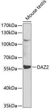 DAZ2 Rabbit Polyclonal Antibody (CAB7600)