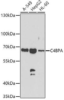 C4BPA Rabbit Polyclonal Antibody (CAB7648)