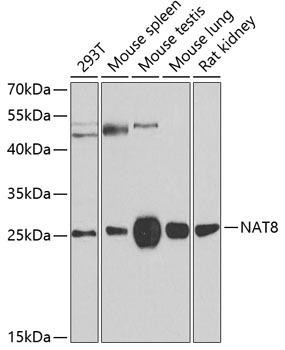 NAT8 Rabbit Polyclonal Antibody (CAB7759)