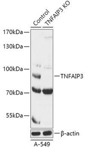 Anti-TNFAIP3 Antibody (CAB18056)[KO Validated]