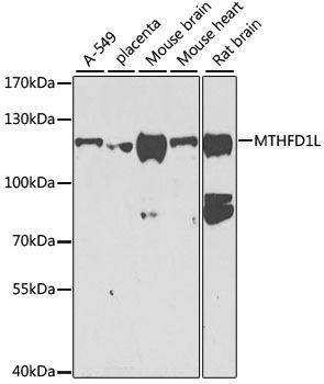 MTHFD1L Rabbit Polyclonal Antibody (CAB7969)