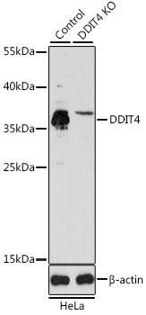 [KO Validated] DDIT4 Rabbit Polyclonal Antibody (CAB8086)