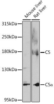 C5/C5a Rabbit Polyclonal Antibody (CAB8104)