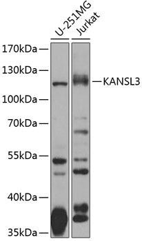 KANSL3 Rabbit Polyclonal Antibody (CAB8234)