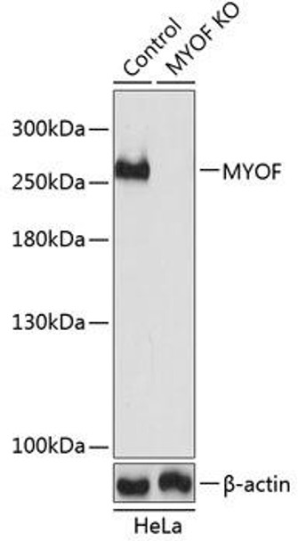 Anti-MYOF Antibody (CAB19882)[KO Validated]