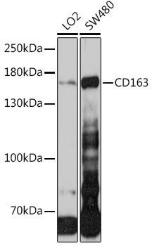 CD163 Rabbit Polyclonal Antibody (CAB8383)