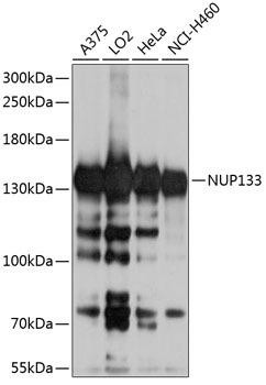 NUP133 Rabbit Polyclonal Antibody (CAB8818)