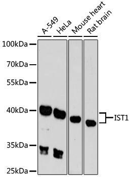 IST1 Rabbit Polyclonal Antibody (CAB9401)