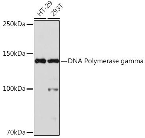 Anti-DNA Polymerase gamma Antibody (CAB1323)