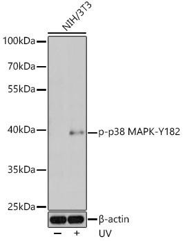 Phospho-p38 MAPK-Y182 Rabbit Polyclonal Antibody (CABP0057)
