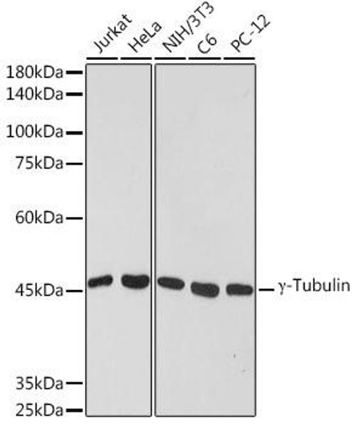 Anti-gamma-Tubulin Antibody (CAB20225)