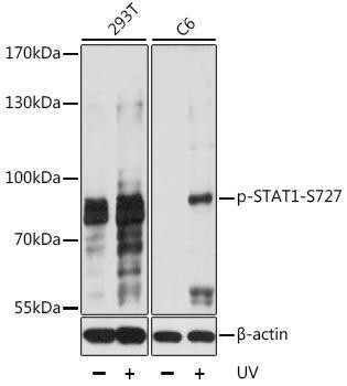 Phospho-STAT1-S727 Rabbit Polyclonal Antibody (CABP0109)