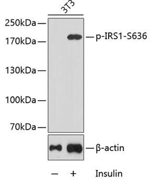 Phospho-IRS1-S636 Rabbit Polyclonal Antibody (CABP0225)